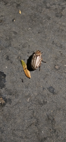 Anoxia orientalis