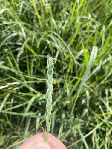 Quack Grass
