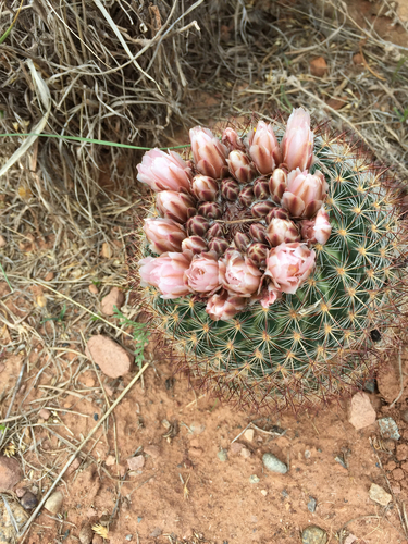 Mountain Ball Cactus