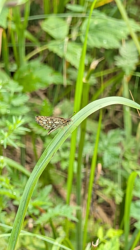 Large Chequered Skipper