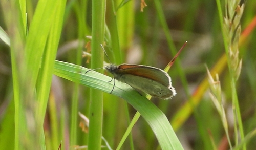 Chestnut Heath