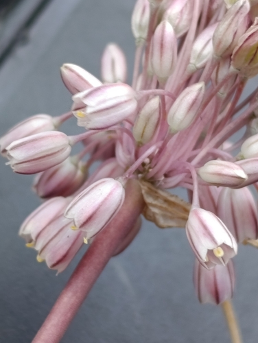 Allium litardierei