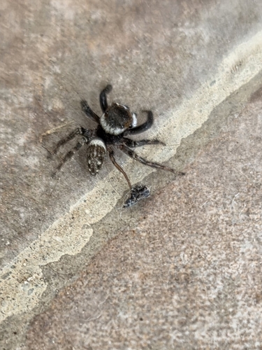 Adanson's House Jumper