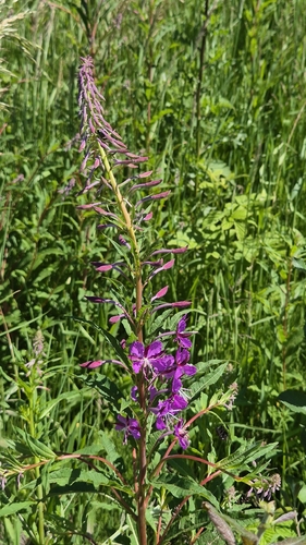 fireweed