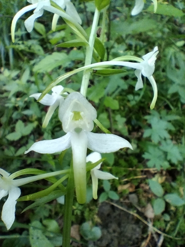 Greater butterfly-orchid