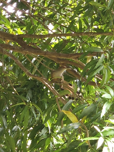 Puerto Rican Lizard-Cuckoo