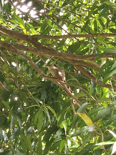 Puerto Rican Lizard-Cuckoo