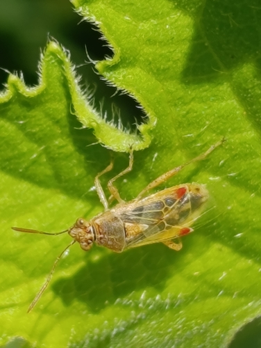 Hyaline Grass Bug