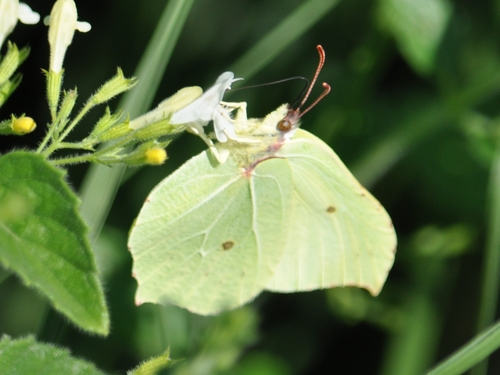 Common Brimstone