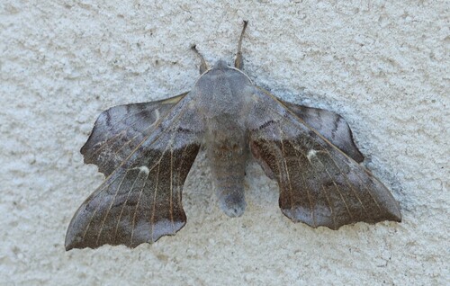 Poplar Hawkmoth