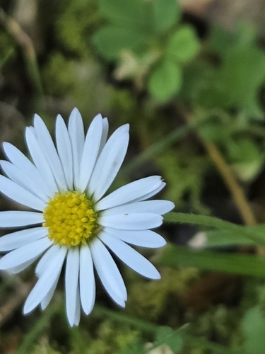 Lawn daisy