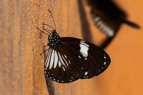 Magpie Crow Butterfly