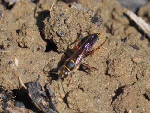 Asian Mud-dauber Wasp