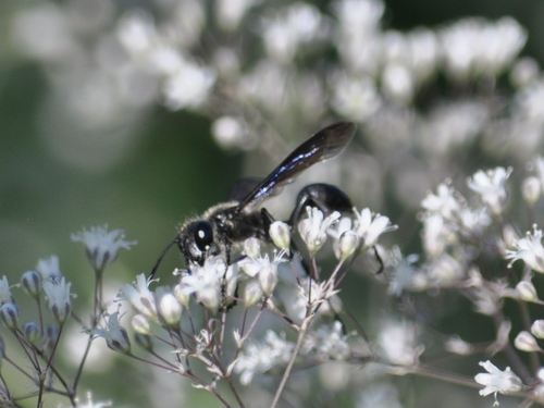 Mexican Grass-carrying Wasp