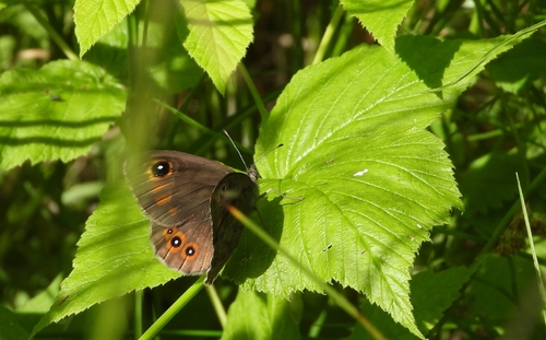 Large Wall Brown
