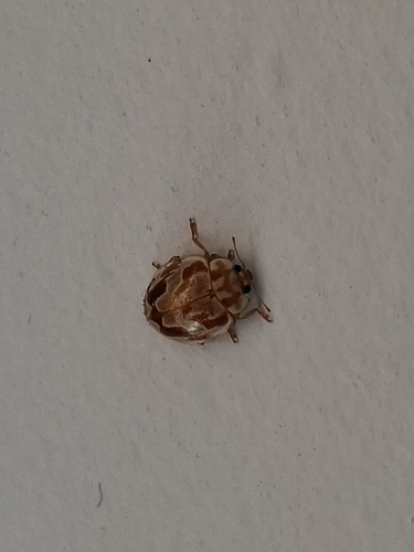 18-spot Ladybird