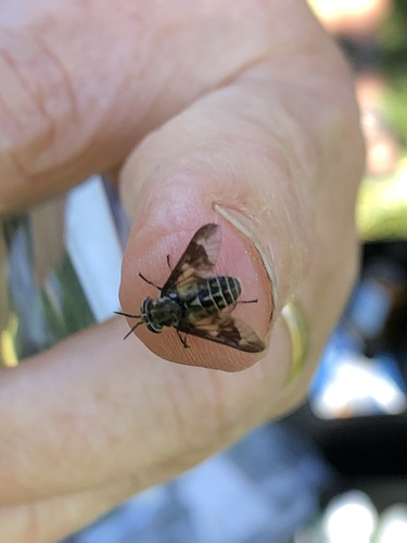 iNaturalist observation photo of Deer Flies