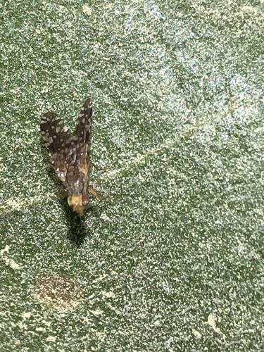 iNaturalist observation photo of Neotephritis
