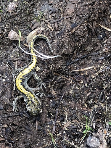 iNaturalist observation photo of Long-toed Salamander