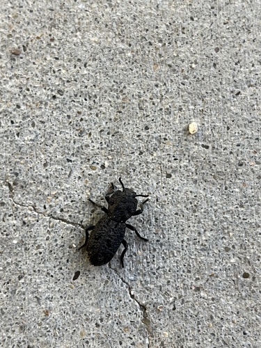 iNaturalist observation photo of Diabolical Ironclad Beetle