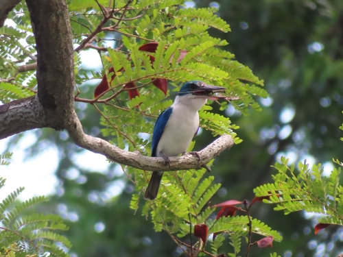 Collared Kingfisher