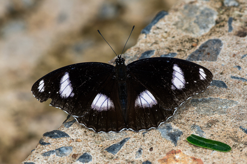 Great Eggfly