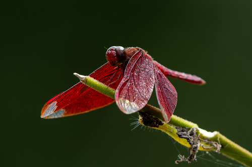 Russet Percher
