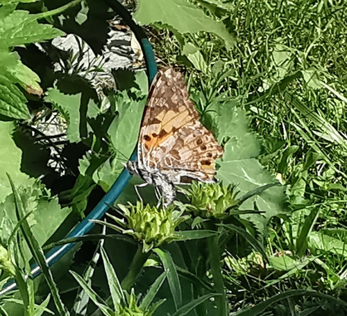 Painted Lady