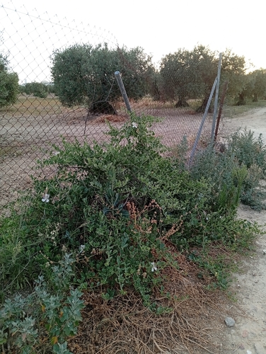 Caper Bush