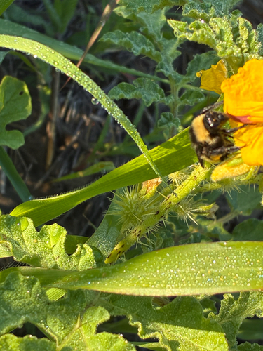 American Bumble Bee