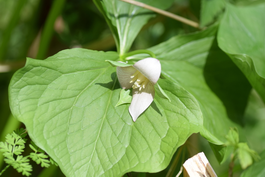 Bent Trillium (Wildflowers of the Preserve at Shaker Village) · iNaturalist
