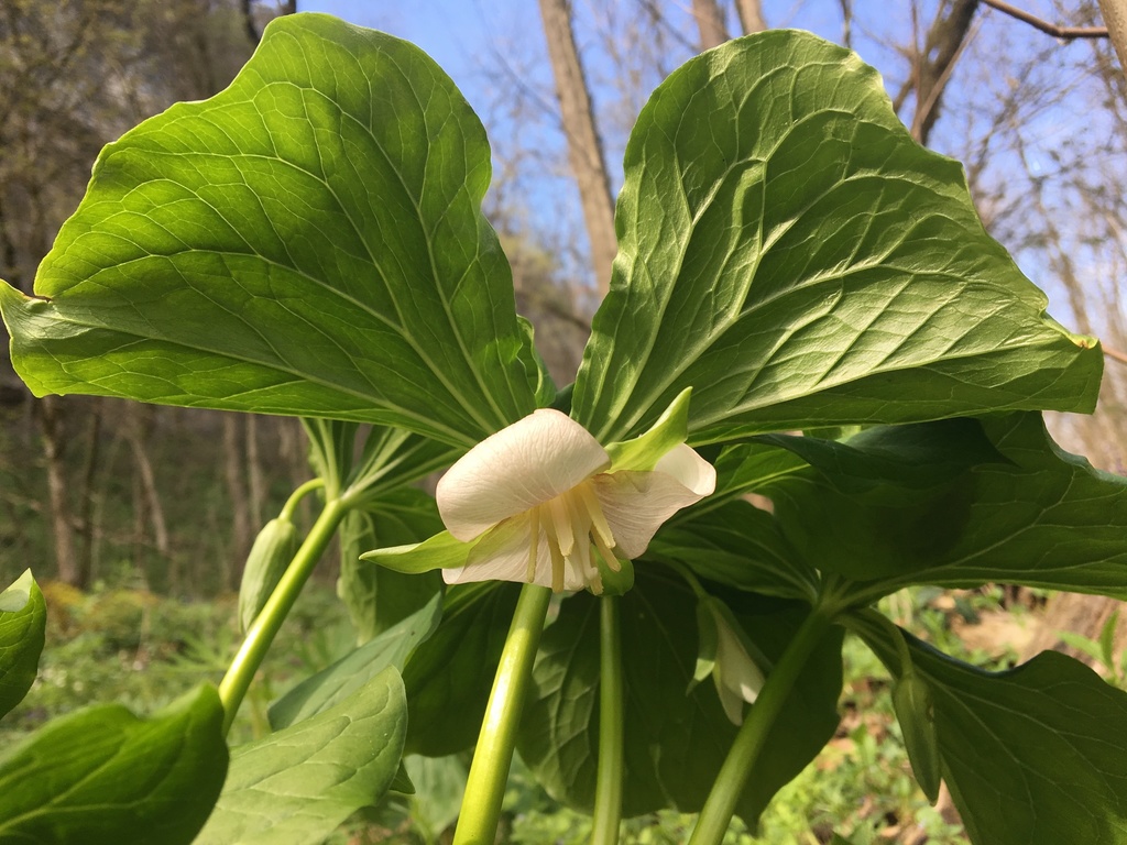Bent Trillium (Wildflowers of the Preserve at Shaker Village) · iNaturalist