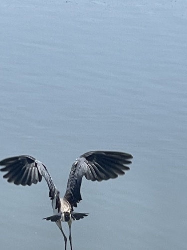 Little Blue Heron