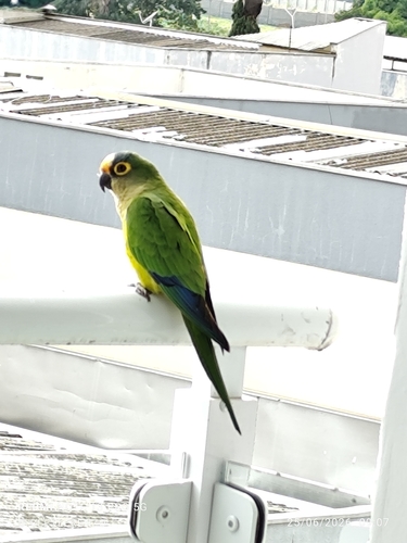 Peach-fronted Parakeet