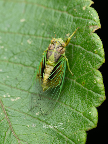 Grass Cicada