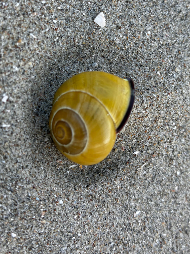 Brown-lipped Snail