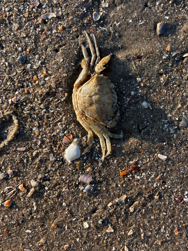 European Green Crab