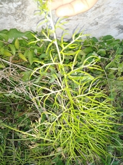 Image of Artemisia palmeri