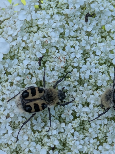 French Flower Chafer