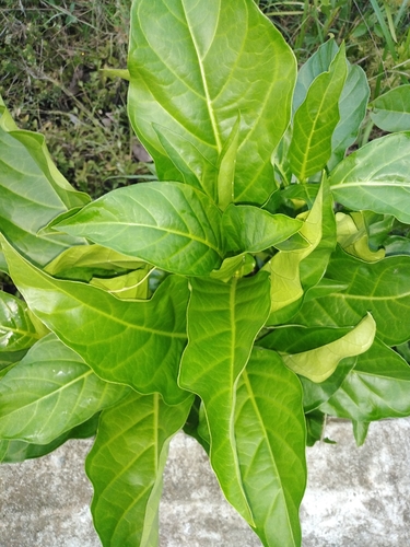 Ficus septica image