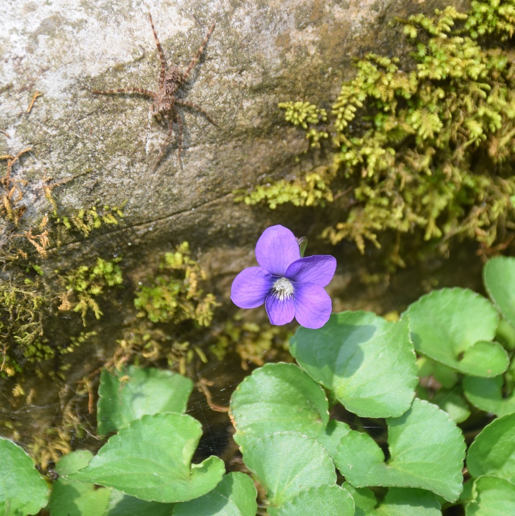 Common Blue Violet (Wildflowers of the Preserve at Shaker Village) · iNaturalist