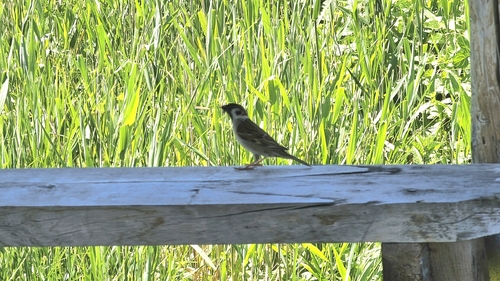 Eurasian Tree Sparrow
