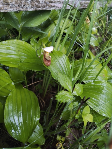 Yellow spotted lady's-slipper