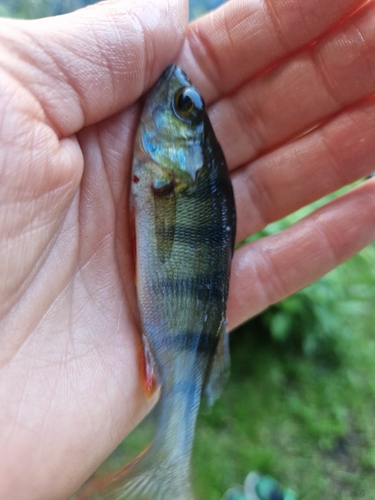 European Perch