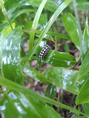 Neochalcosia remota