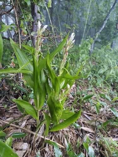 Long-bract cephalanthera