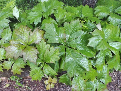 Japanese rodgersia