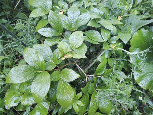 woodland peony