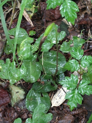 Dactylostalix ringens