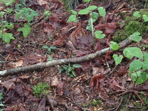 Schlechtendal's Goodyera